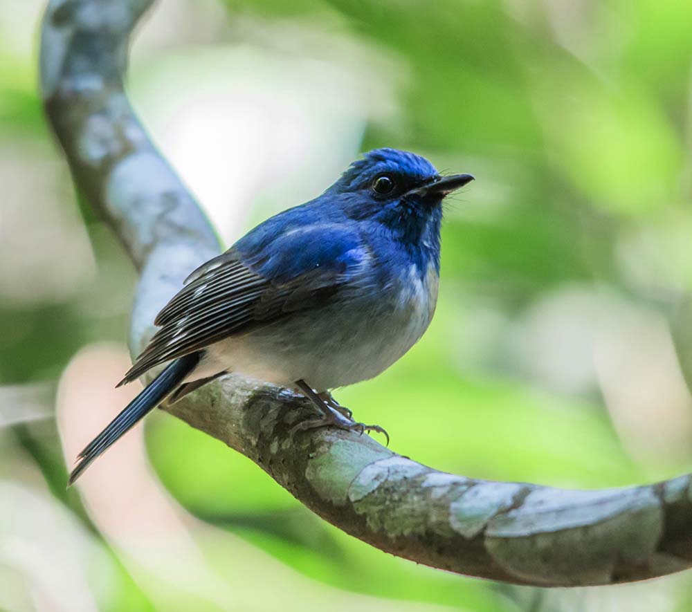 Hainan Blue Flycatcher - ĐỚP RUỒI HẢI NAM