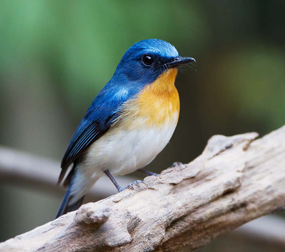 Hill Blue Flycatcher- ĐỚP RUỒI CẰM XANH