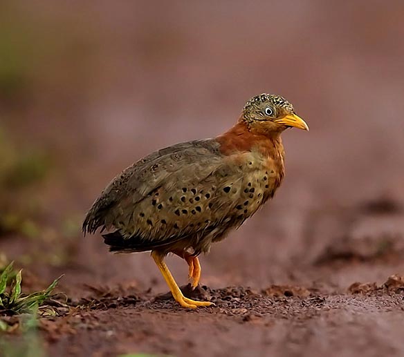 Yellow-legged Button Quail - CUN CÚT LƯNG HUNG