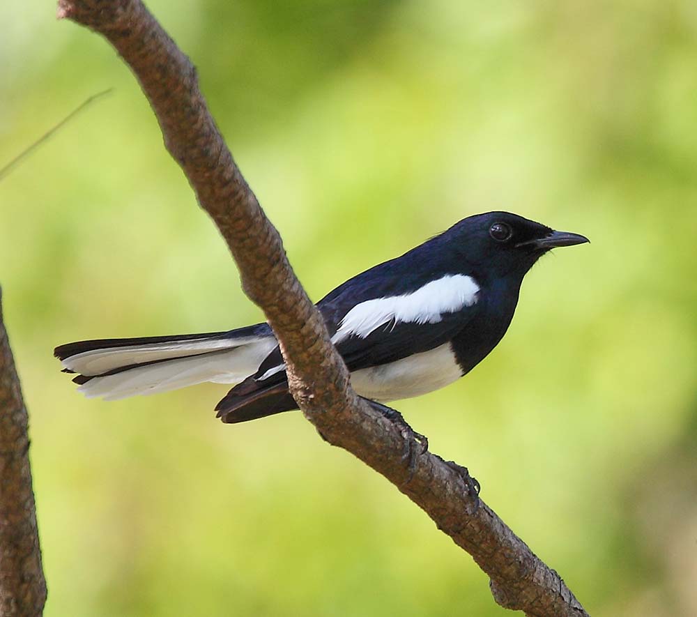 Oriental Magpie Robin - CHÍCH CHOÈ THAN