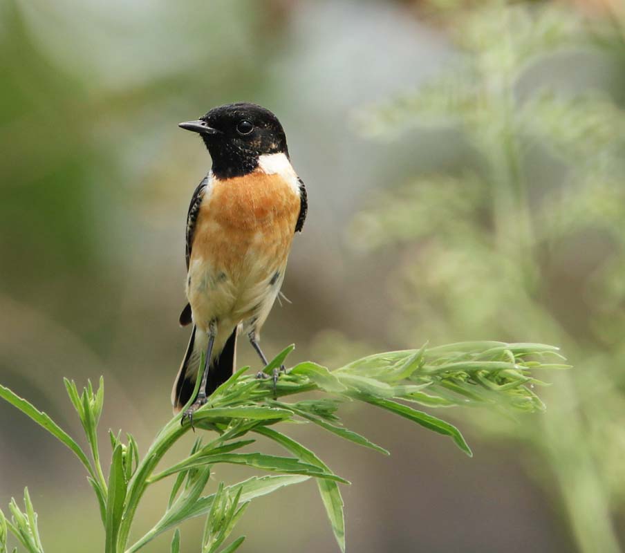 Siberian Stonechat - SẺ BỤI ĐẦU ĐEN