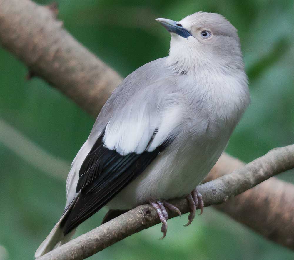 White-shouldered Starling - SÁO ĐÁ TRUNG QUỐC