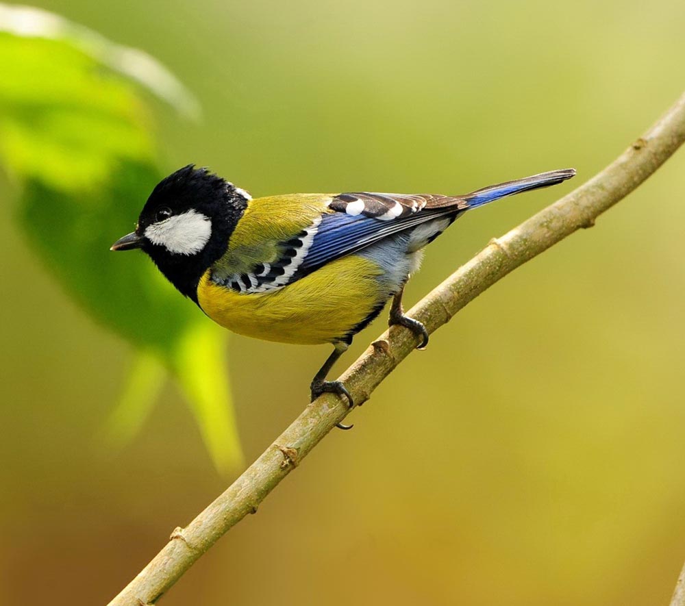 Great Tit - BẠC MÁ
