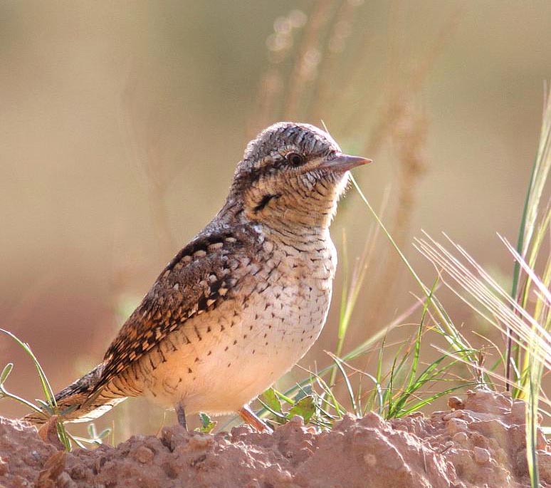 Eurasian Wryneck- VẸO CỔ