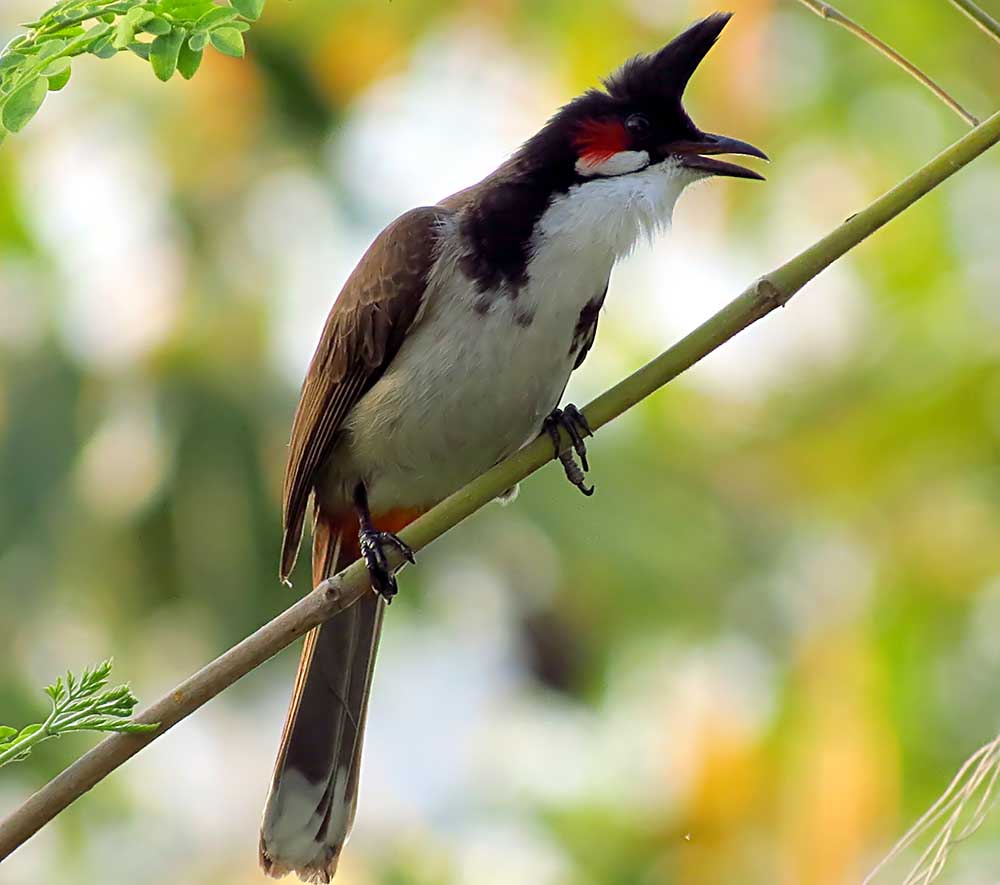 Red-whiskered Bulbul - CHÀO MÀO