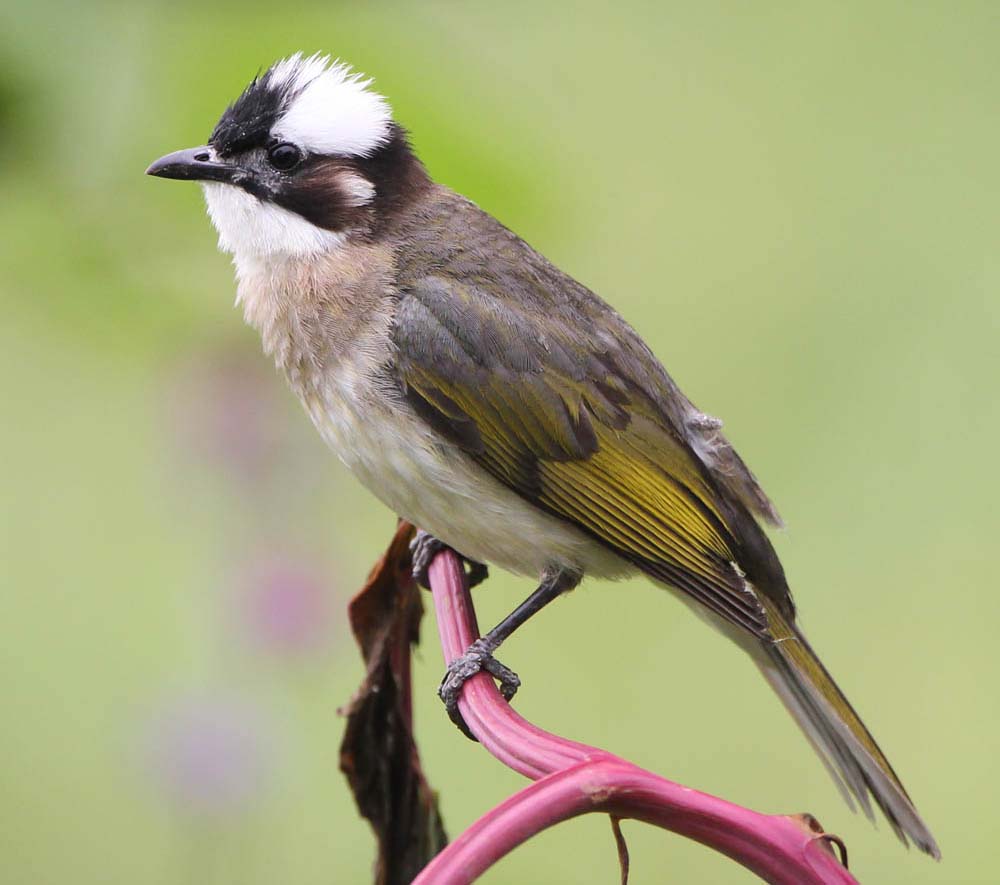 Light-vented Bulbul - BÔNG LAU TRUNG QUỐC