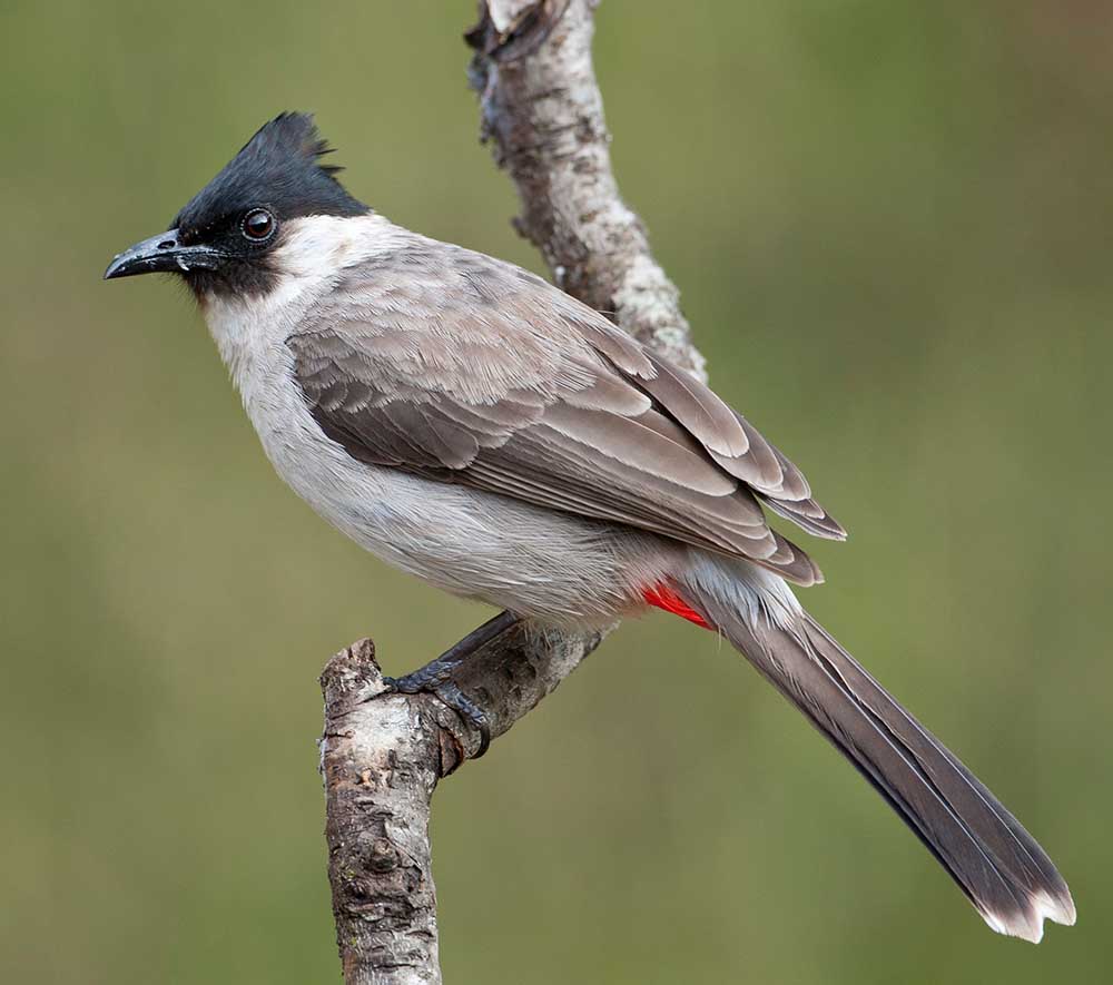 Sooty-headed Bulbul - BÔNG LAU ĐÍT ĐỎ (BÔNG LAU TAI TRẮNG)