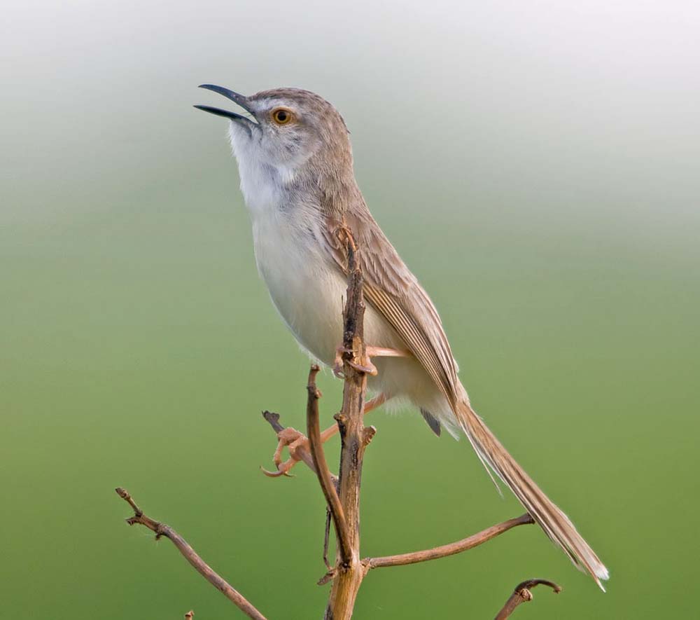 Plain Prinia - CHIỀN CHIỆN BỤNG HUNG