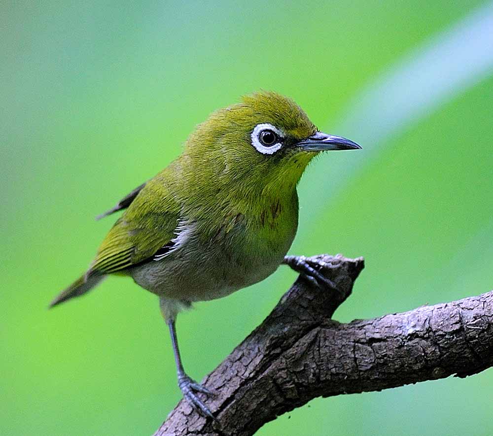Japanese White-eye - VÀNH KHUYÊN NHẬT BẢN
