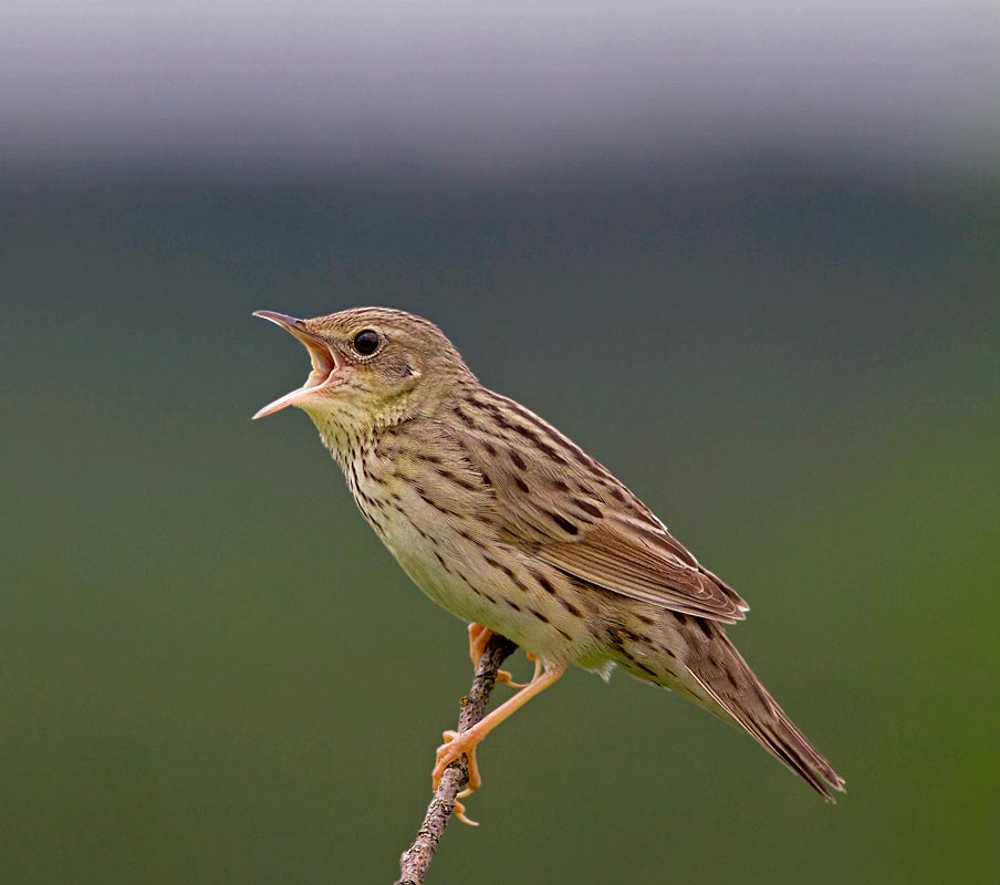 Lanceolated Warbler - CHÍCH ĐẦM LẦY NHỎ