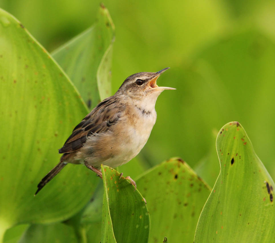 Rusty-rumped Warbler - CHÍCH ĐẦM LẦY LỚN