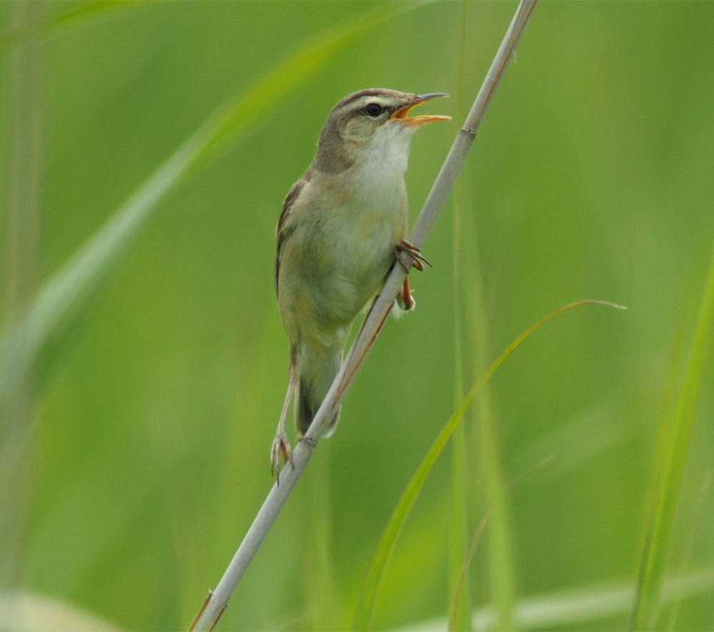 Black-browed Reed Warbler - CHÍCH MÀY ĐEN