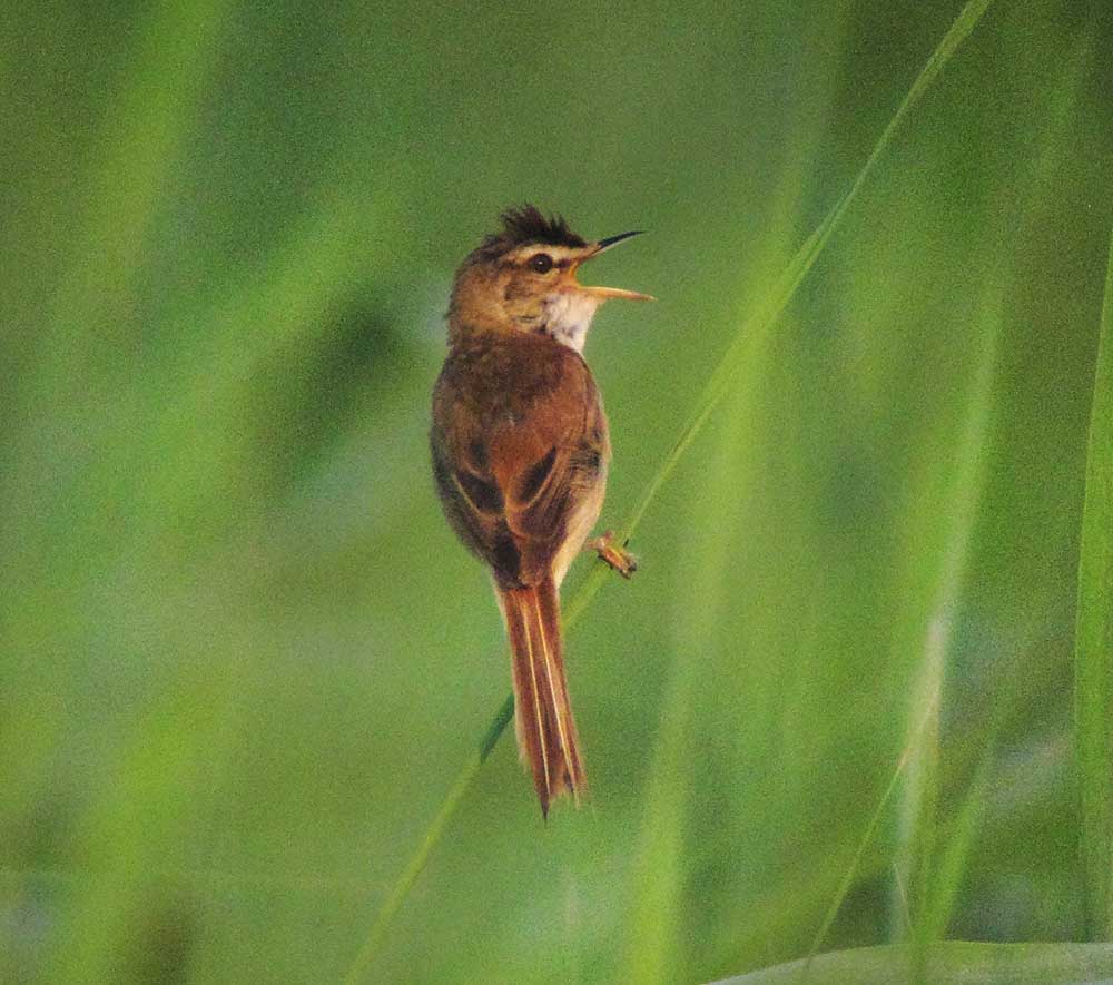 Maroon Oriole - TỬ ANH