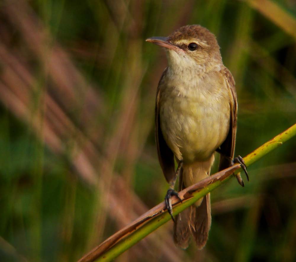 Oriental Reed Warbler - CHÍCH PHƯƠNG ĐÔNG