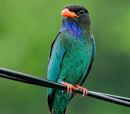 Dollar-bird- YỂNG QUẠ