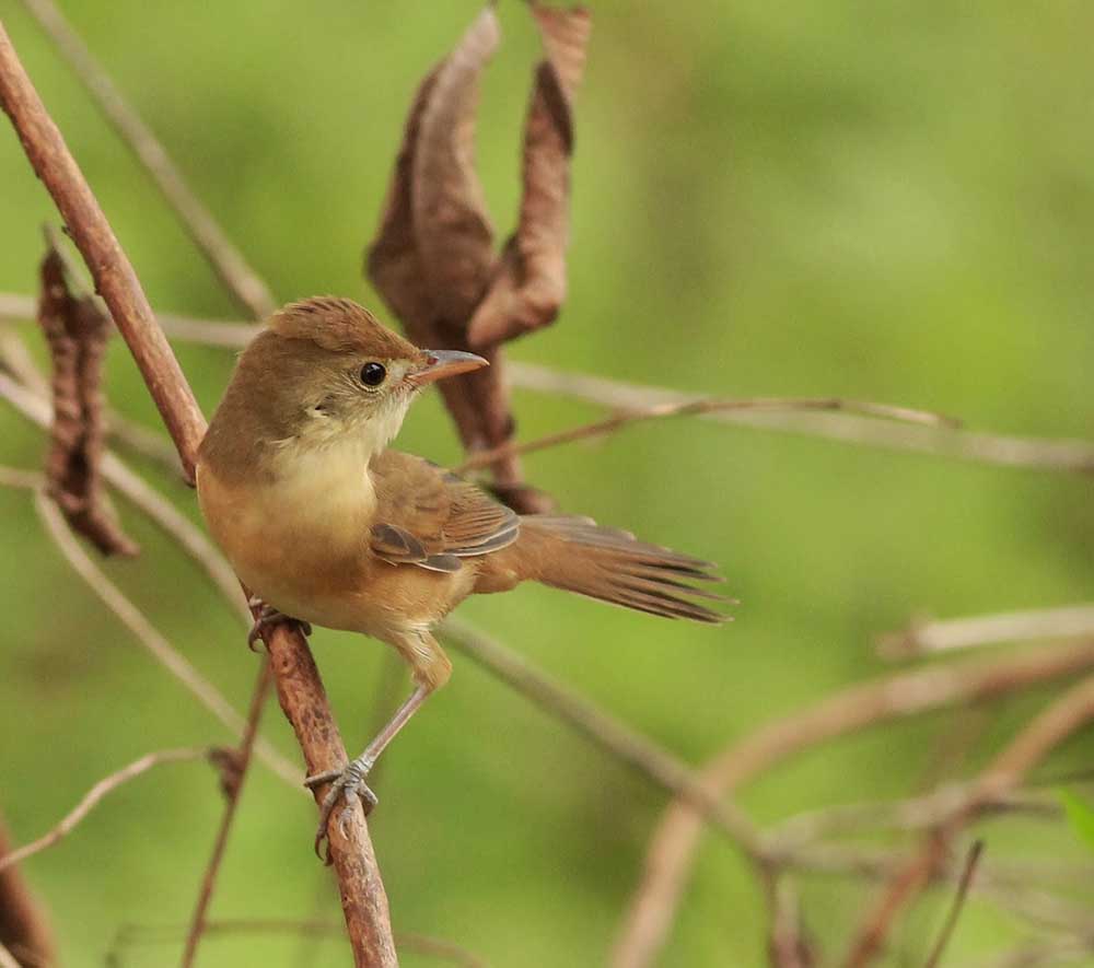 Thick-billed Warbler - CHÍCH MỎ RỘNG