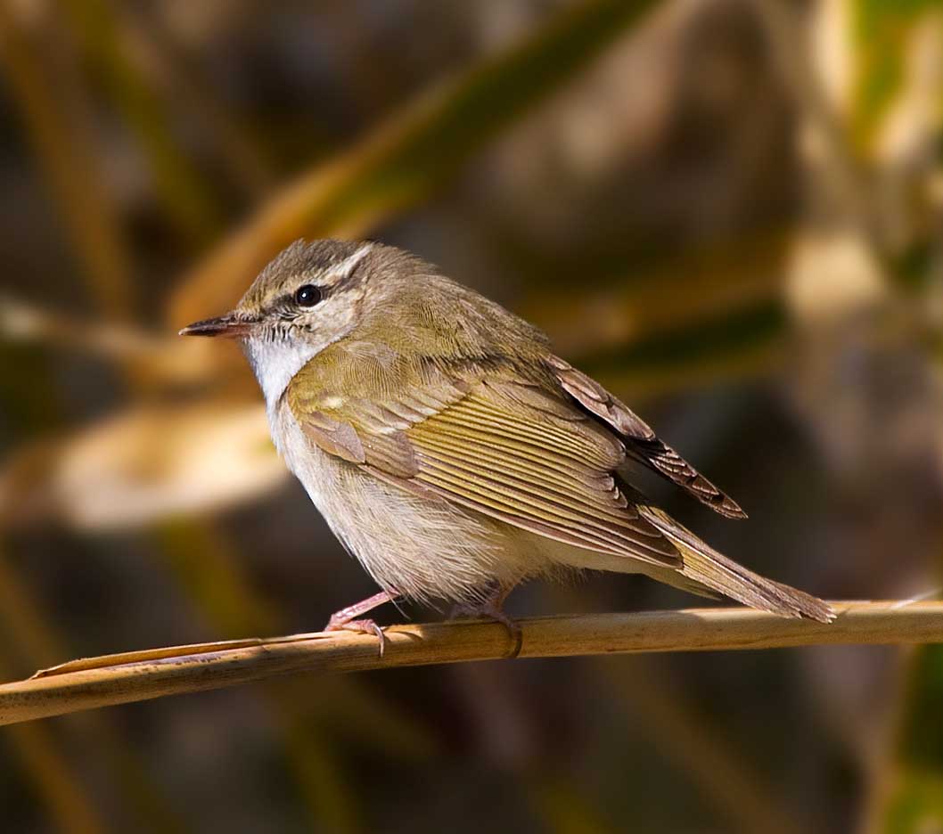 Pale-legged Leaf Warbler - CHÍCH CHÂN XÁM