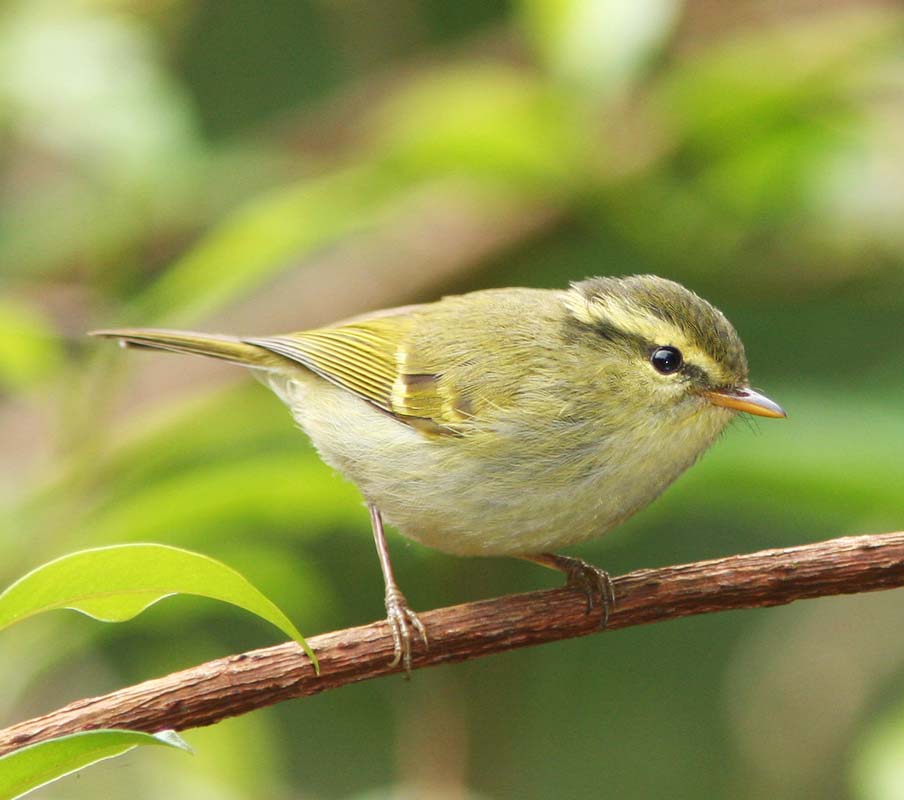White-tailed Leaf Warbler - CHÍCH ĐUÔI TRẮNG