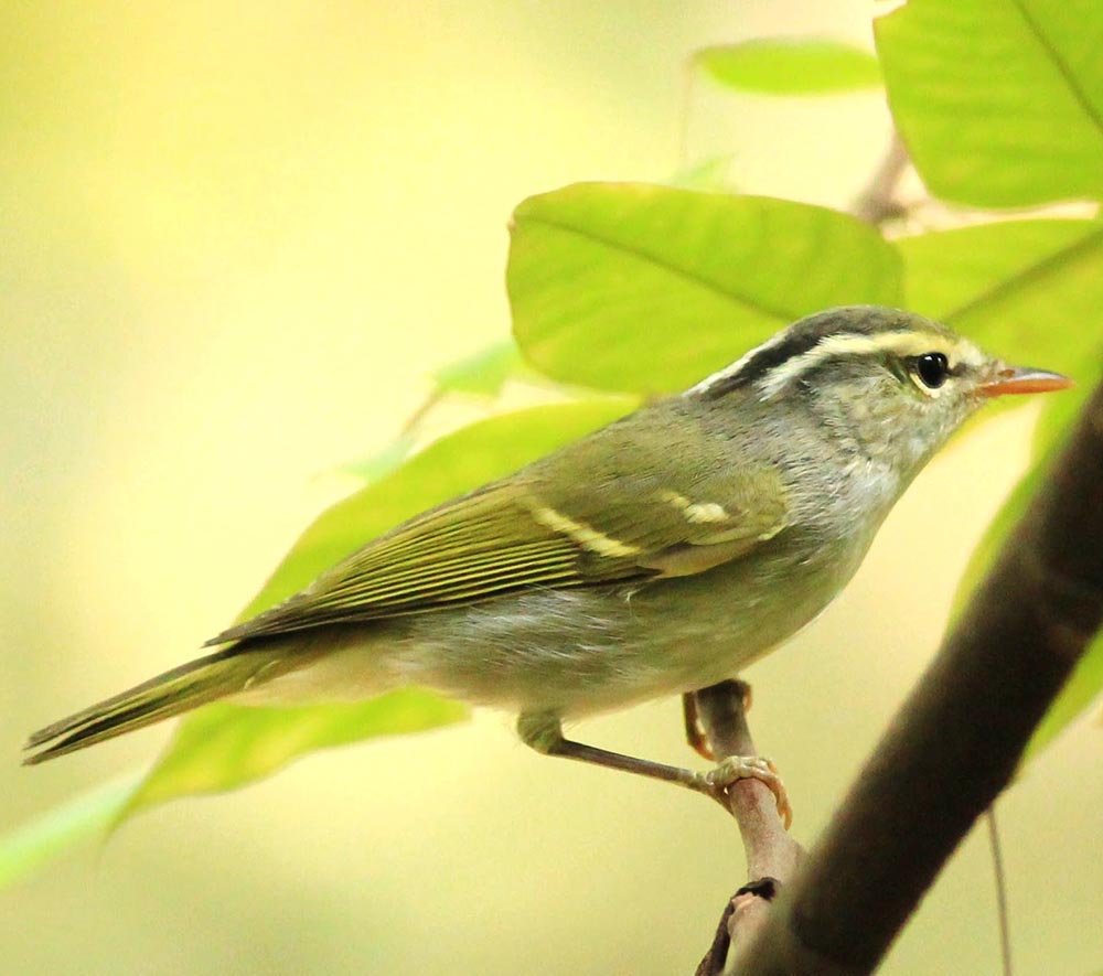 Sulphur-breasted Warbler - CHÍCH NGỰC VÀNG