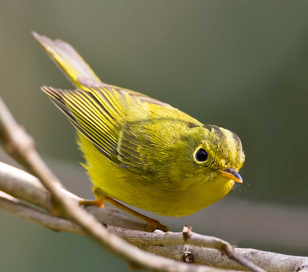 Green-crowned Warbler - CHÍCH VÀNG MÀY ĐEN (CHÍCH ĐỚP RUỒI MÀY ĐEN)