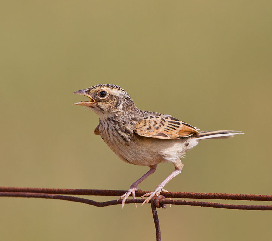 Australasian Bushlark - SƠN CA JAVA