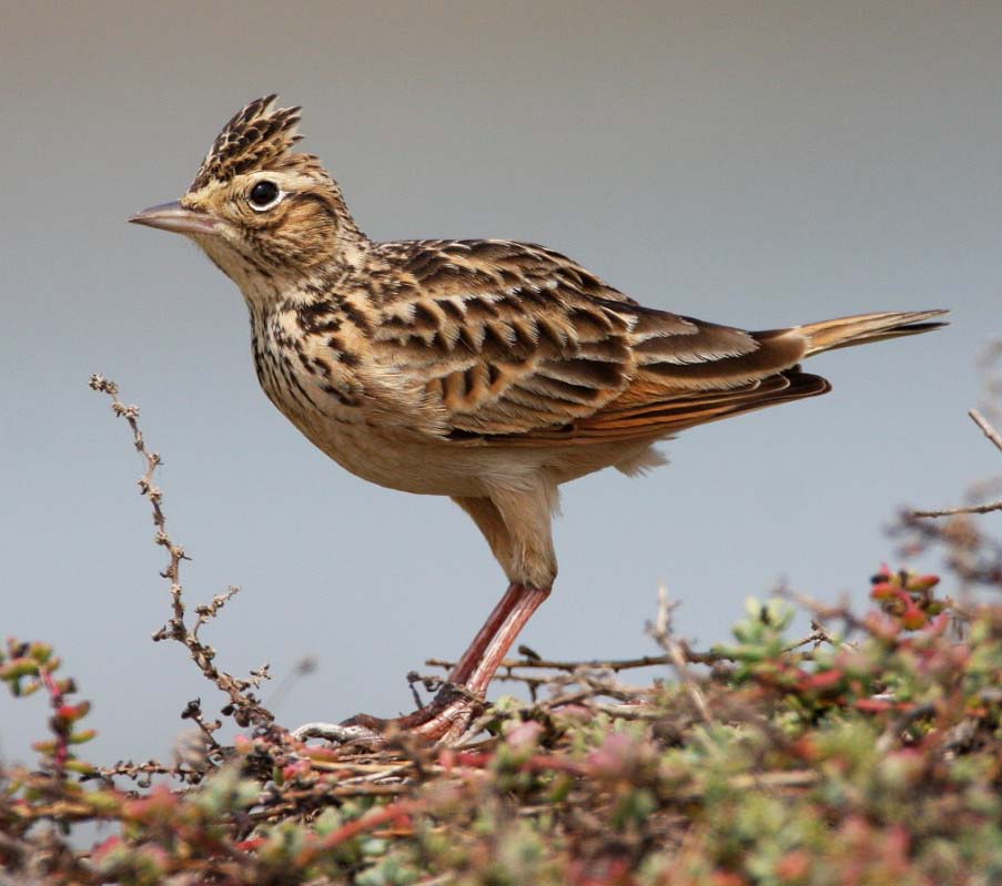 Oriental Skylark - SƠN CA