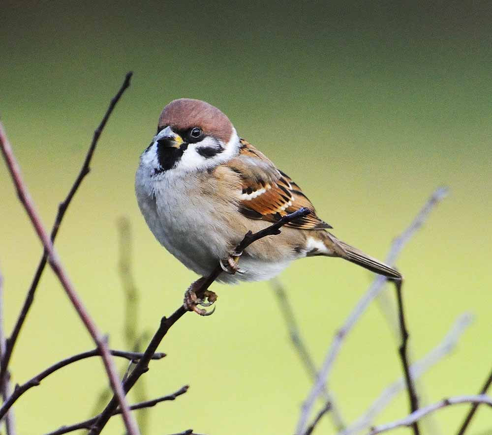 Eurasian Tree Sparrow - SẺ