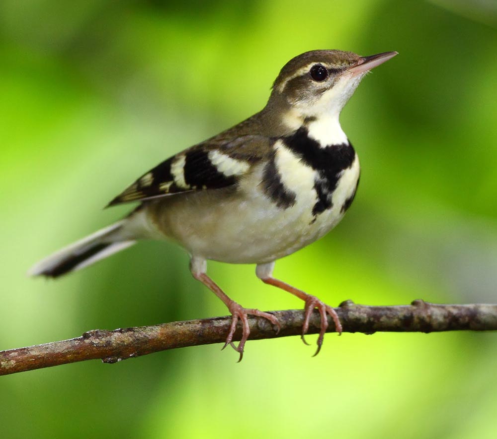 Forest Wagtail - CHÌA VÔI RỪNG