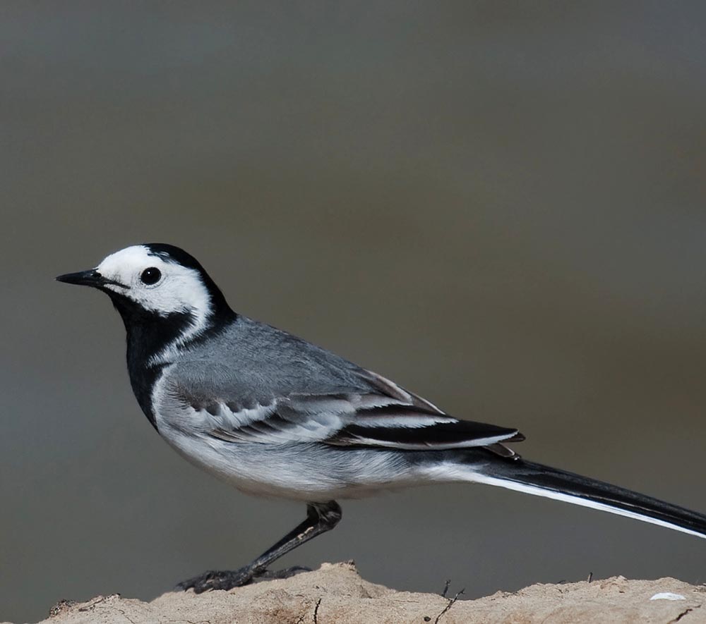 White Wagtail - CHÌA VÔI TRẮNG