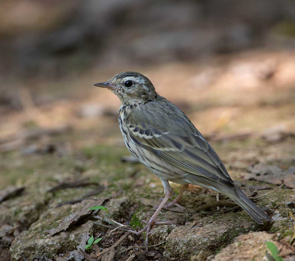 Olive-backed Pipit - CHIM MANH VÂN NAM