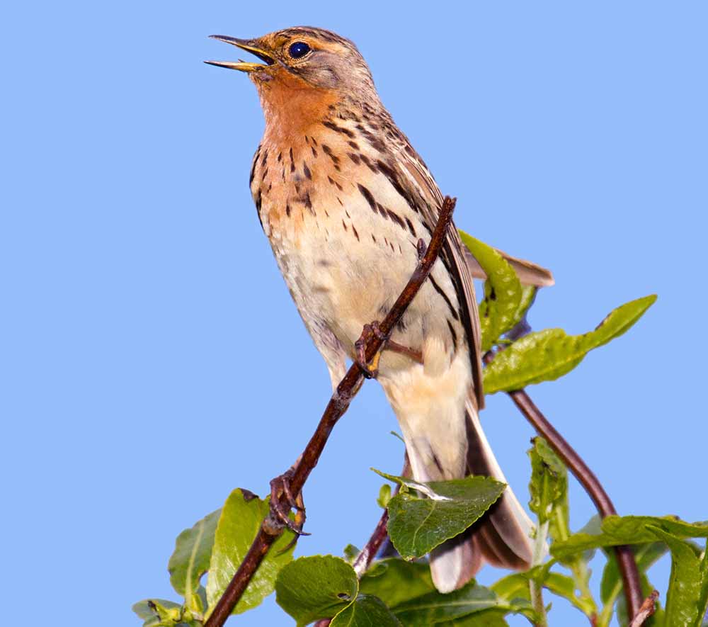 Red-throated Pipit - CHIM MANH HỌNG ĐỎ