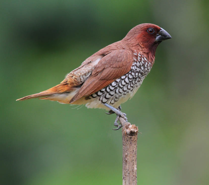 Scaly-breasted Munia - DI ĐÁ