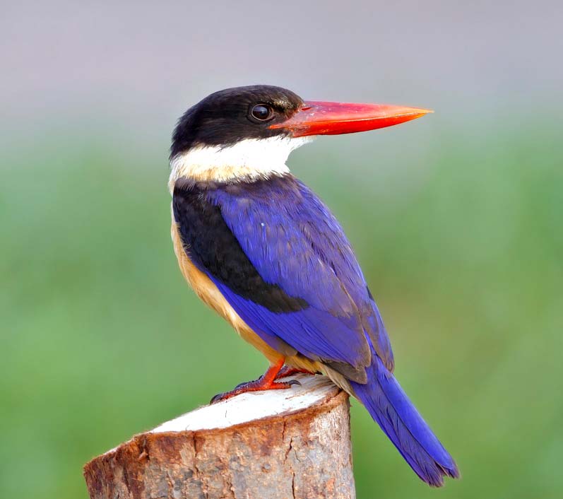 Black-capped Kingfisher - SẢ ĐẦU ĐEN