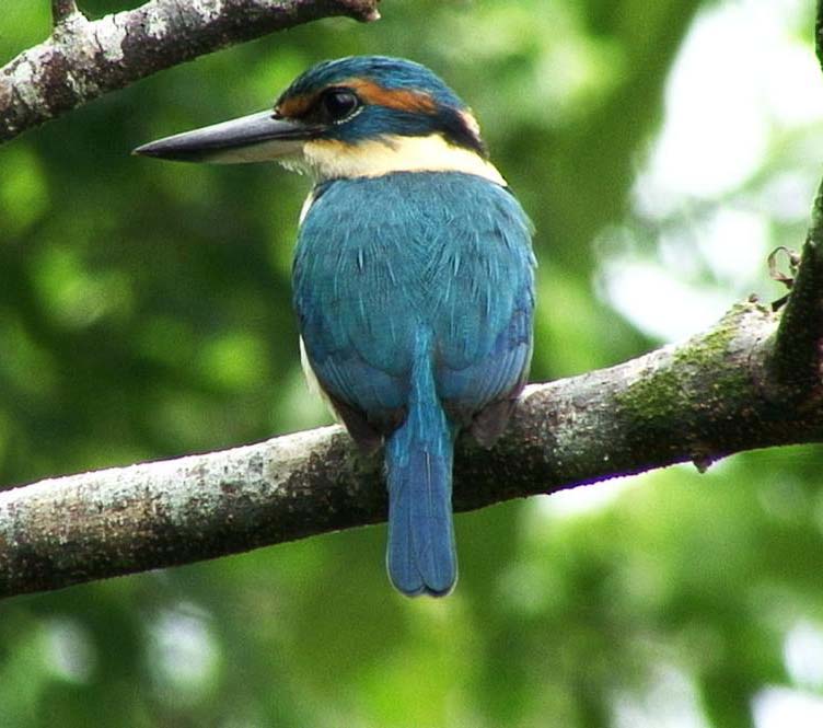 Collared Kingfisher - SẢ KHOANG CỔ