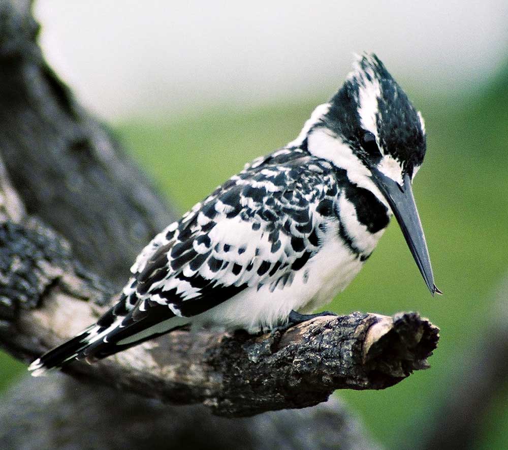 Pied Kingfisher - BÓI CÁ NHỎ
