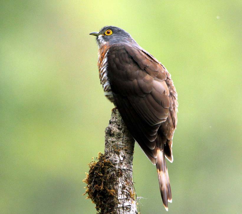 Large Hawk-cuckoo - CHÈO CHẸO LỚN