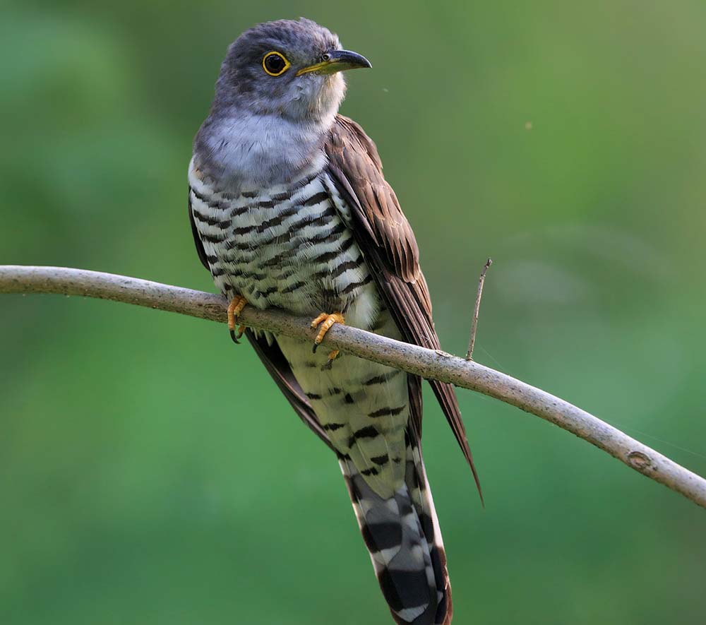 Indian Cuckoo - BẮT CÔ TRÓI CỘT