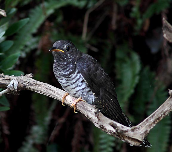 Lesser Cuckoo - CU CU NHỎ