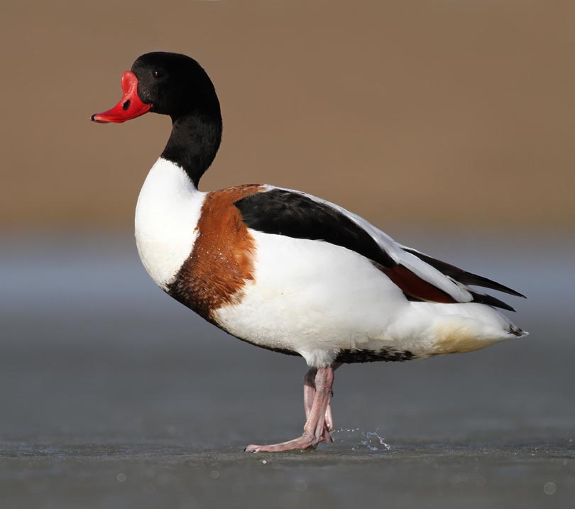 Common Shelduck- VỊT KHOANG