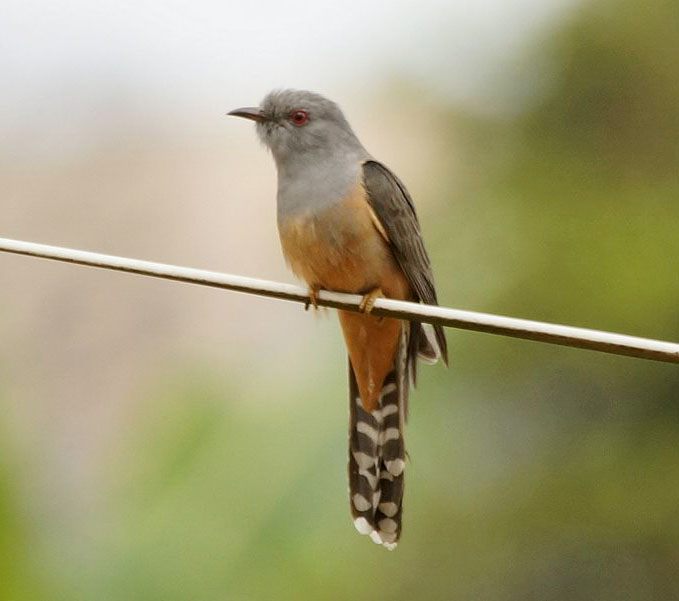 Plaintive Cuckoo - TÌM VỊT