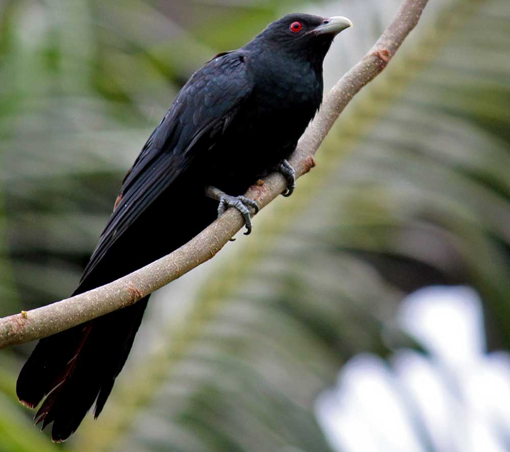 Asian Koel - TU HÚ