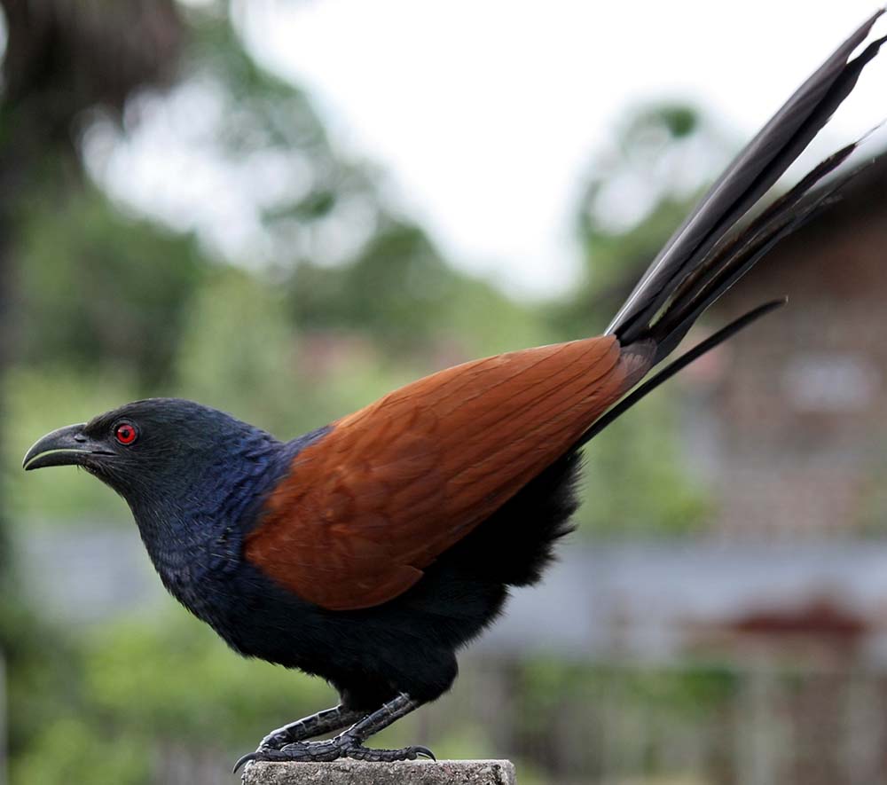 Greater Coucal - BÌM BỊP LỚN