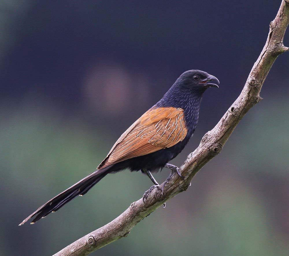 Lesser Coucal - BÌM BỊP NHỎ