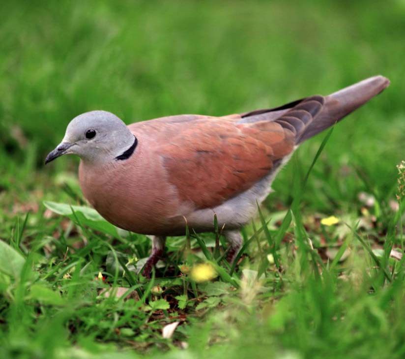 Red Collared Dove - CU NGÓI