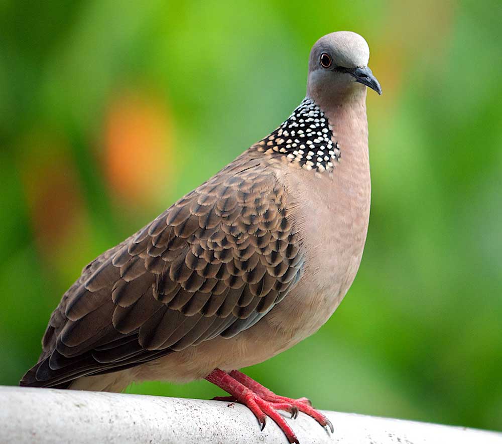 Spotted Dove - CU GÁY
