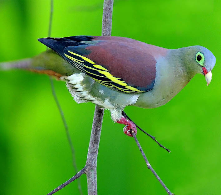 Thick-billed Green Pigeon - CU XANH MỎ QUẶP