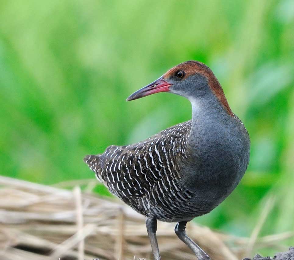 Slaty-breasted Rail - GÀ NƯỚC VẰN