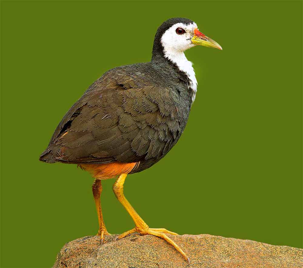 White-breasted Waterhen - CUỐC NGỰC TRẮNG