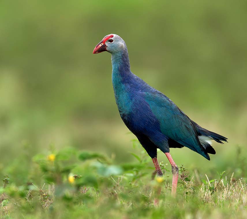 Purple Swamphen - XÍT