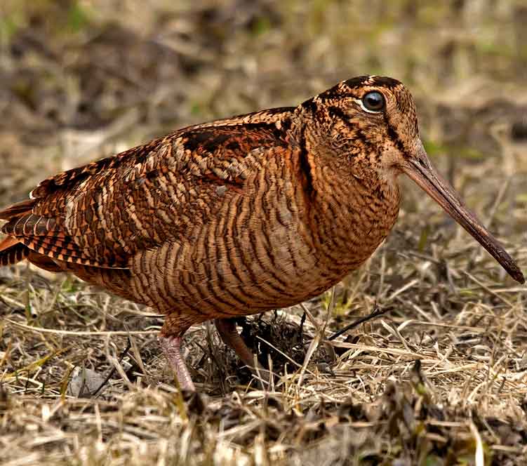 Eurasian Woodcock - RẼ GÀ